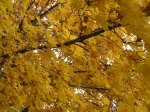 fall09_07.jpg