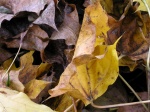 fall09_12.jpg