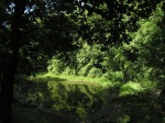 pond02.jpg