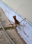 prayingMantis01.jpg
