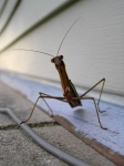 prayingMantis02.jpg
