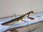prayingMantis03.jpg