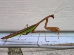 prayingMantis04.jpg