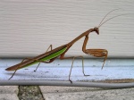 prayingMantis05.jpg