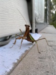 prayingMantis06.jpg