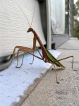 prayingMantis07.jpg