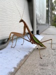 prayingMantis08.jpg