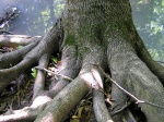 treeroot.jpg