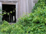 barn03.jpg