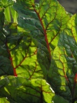 beets01.jpg