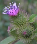 burdock01.jpg