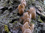 cicada01.jpg