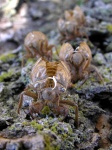 cicada02.jpg