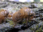 cicada03.jpg