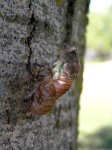 cicada04.jpg