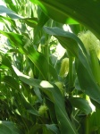 corn01.jpg
