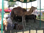 countyFair08.jpg