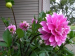Dahlia014.jpg