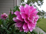 Dahlia030.jpg