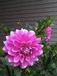 Dahlia032.jpg