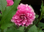 Dahlia034.jpg