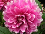 Dahlia035.jpg