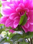 Dahlia039.jpg