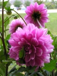 Dahlia042.jpg