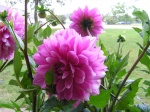 Dahlia047.jpg